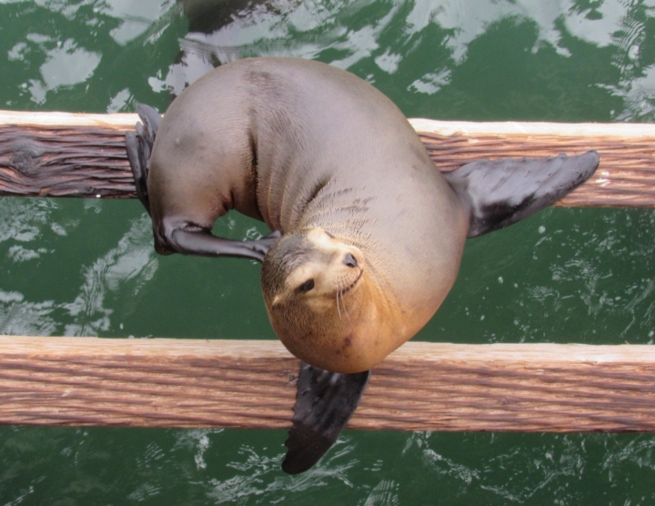 California Sea Lion